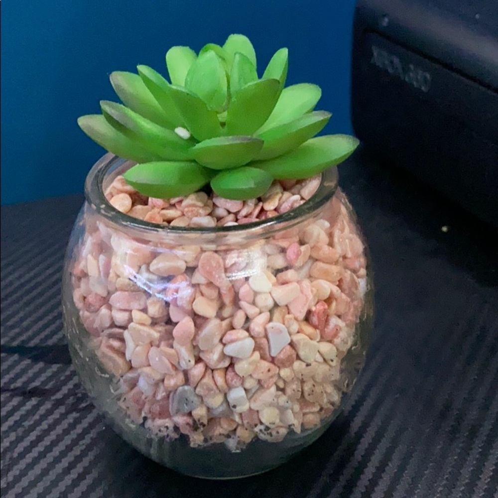 Very cute succulent